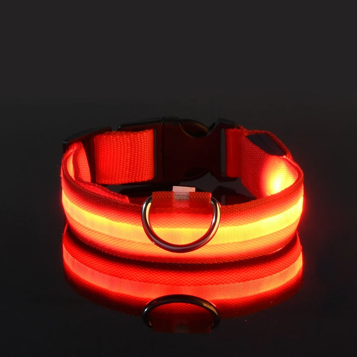 Night Safety Collar