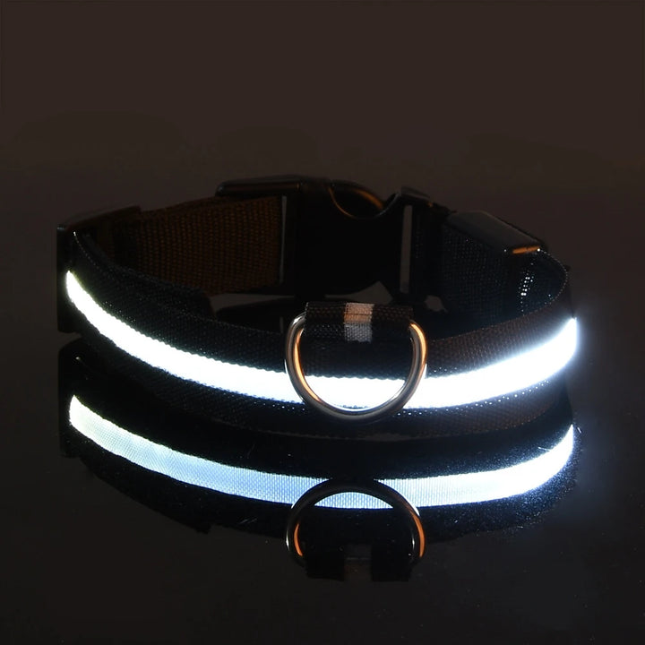 Night Safety Collar